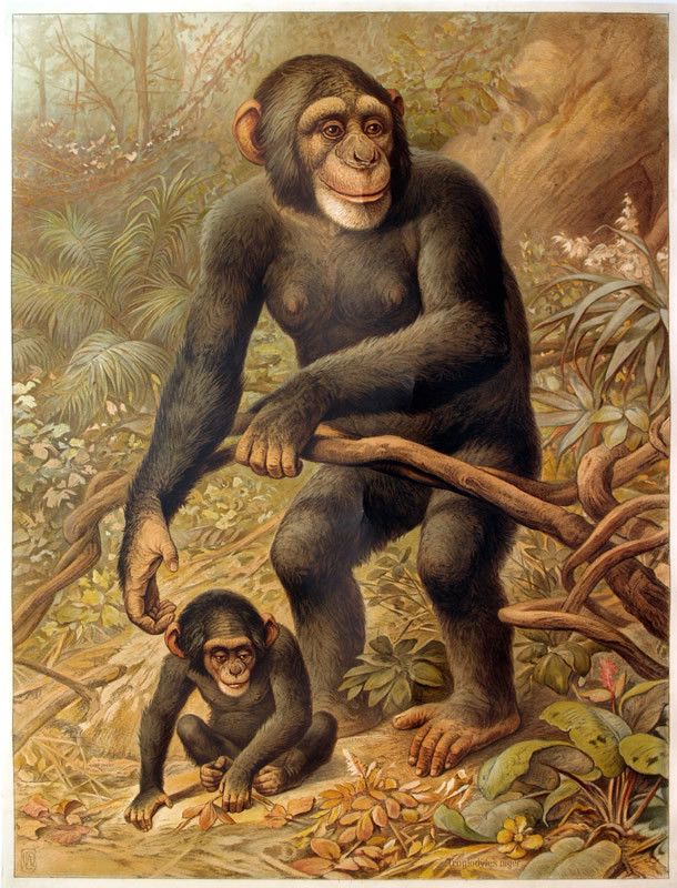 detailed print of monkey and baby chimp; brown, green