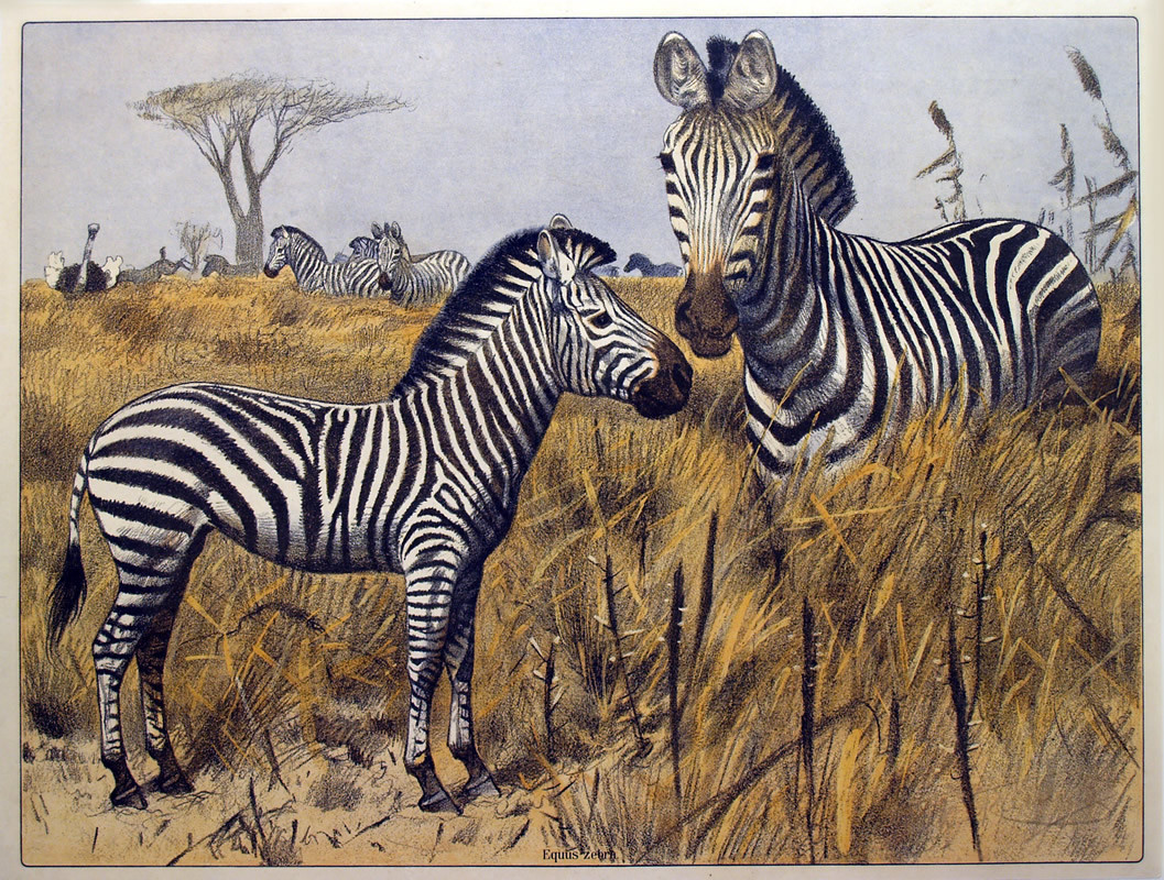 detailed print of zebras; brown, yellow, white, black