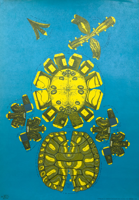 Diagram of turtle with instructions for assembly; blue, green, yellow, neon