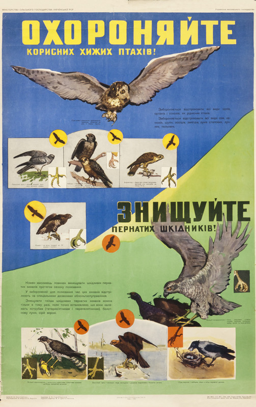 owls, falcons, and hawks; blue, green, yellow, grey