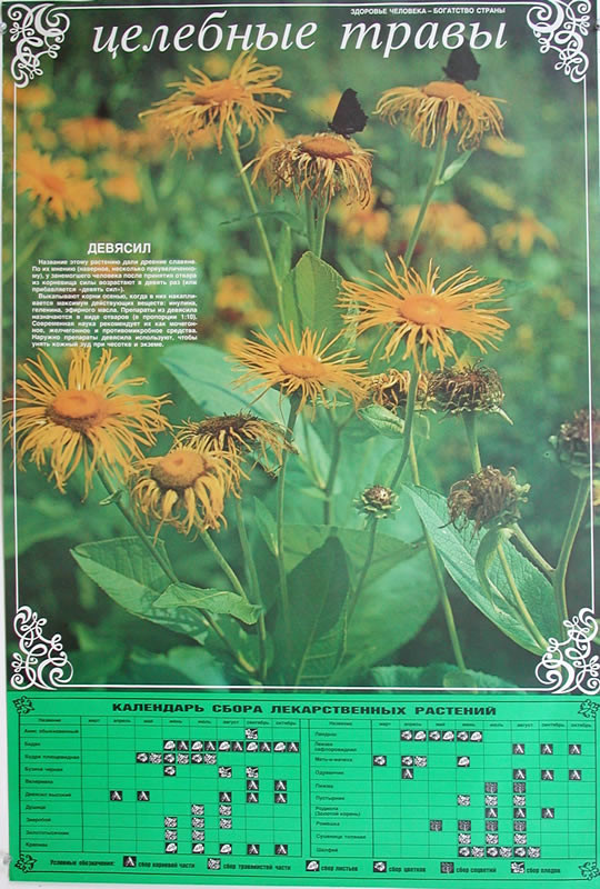 Two-sided calendar and glossary; green, yellow, black