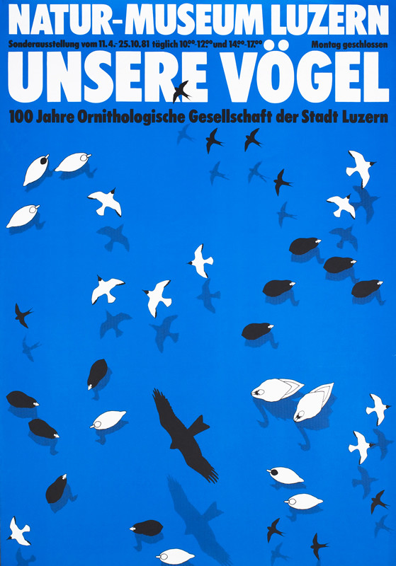 Blue background with various birds seen from above; blue, black, white