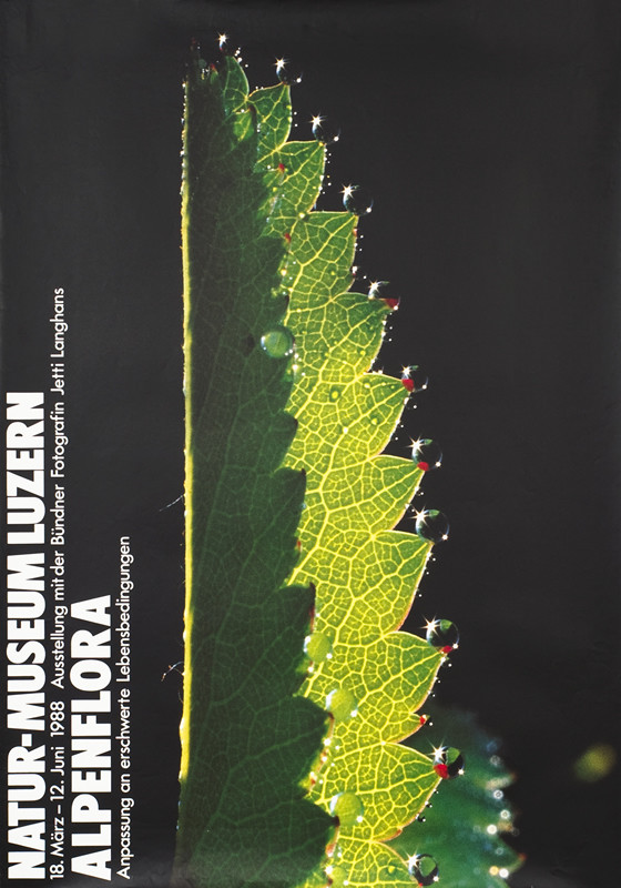 photograph of mountain leaf; green, black