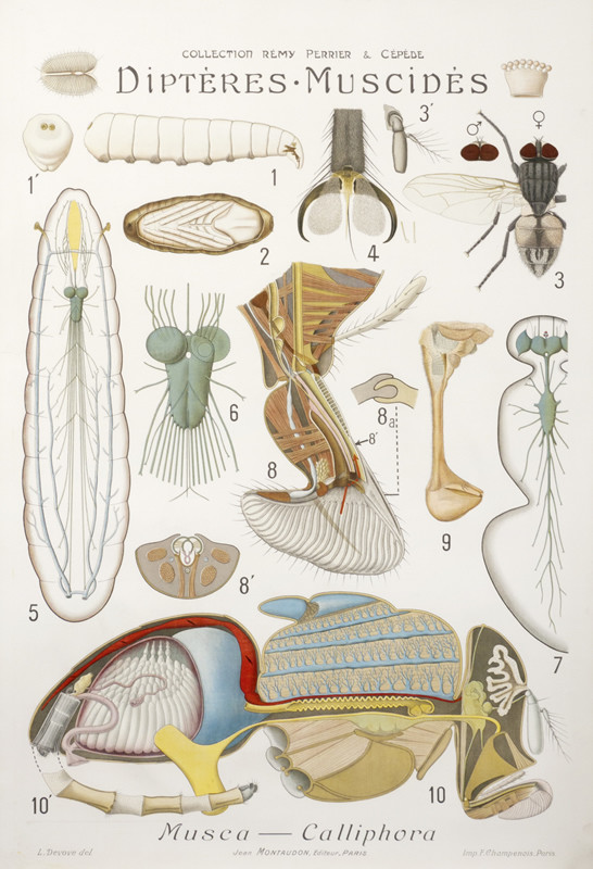 Diagrams of insects, flies; gray, blue, yellow